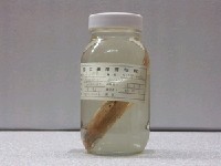 藏品(赤石斑魚)的圖片
